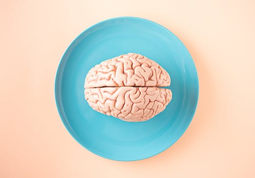 6553d8f10e10ce395b467522 free photo of human brain anatomical model on a plate jpeg