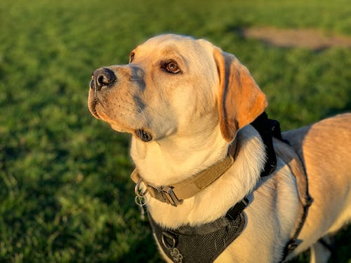65552c78e5e41671c4cdf4f9 free photo of labrador retriever looking at the sunset jpeg