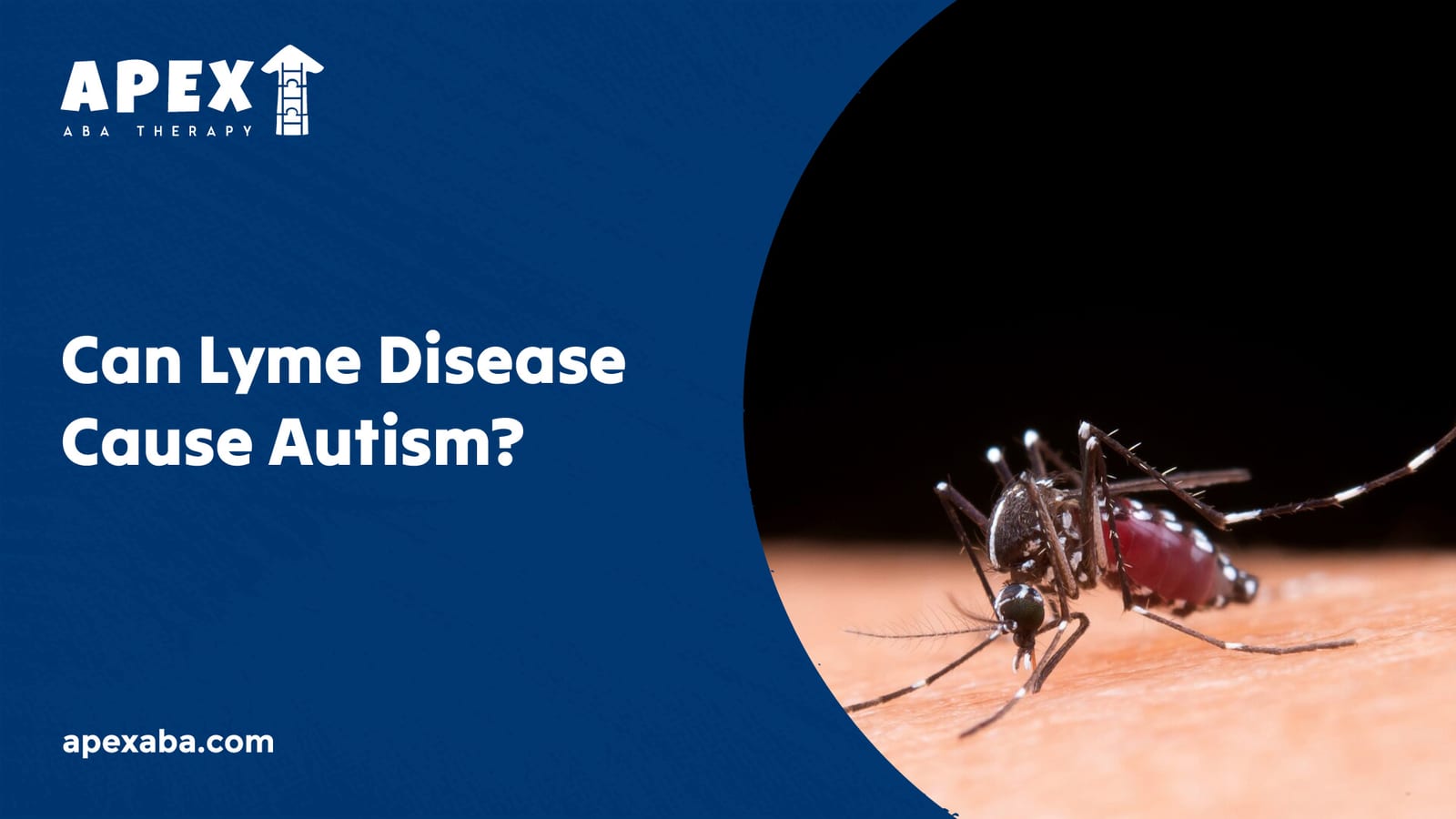 69930a0bcea45fd6ffd7a851 666d26188168b87952d624ef Can%2520Lyme%2520Disease%2520Cause%2520Autism 80 jpeg